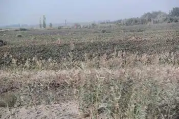 新疆旅游之南疆六日游（一）,图九