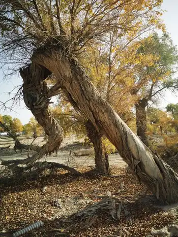 南疆大环游 阿拉尔到库尔勒