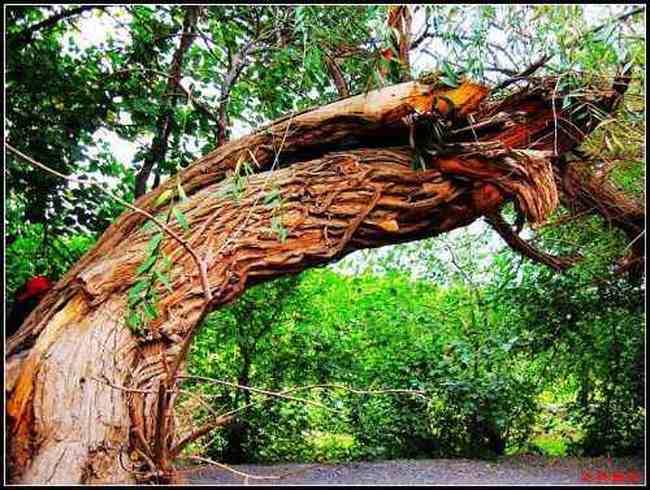 吐鲁番最甜最贵之地葡萄沟,图二