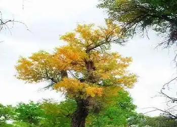 穿越塔克拉玛干,图六