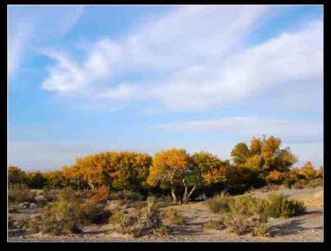 新疆之旅--喀纳斯,图六