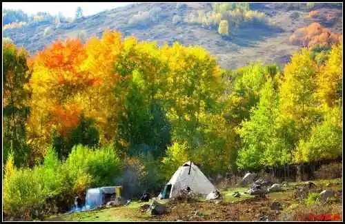 陶醉喀纳斯流连忘返——拾掇美丽