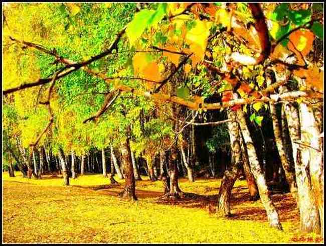 色彩斑斓的白桦之林,图三