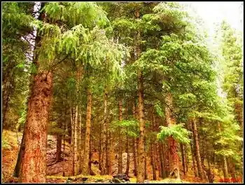 天然牧场南山风景区西柏杨沟,图六