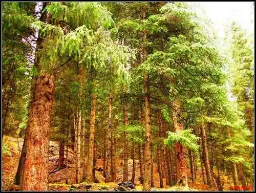 天然牧场南山风景区西柏杨沟