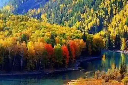 最想回忆的喀纳斯－红叶飘飞的日子