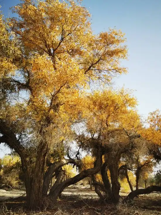 南疆大环游 阿拉尔到库尔勒