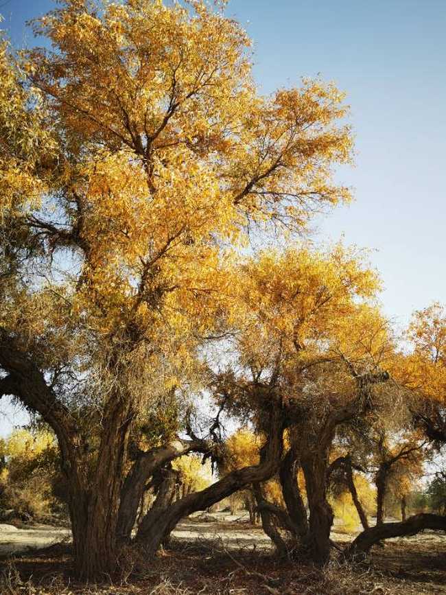 南疆大环游 阿拉尔到库尔勒