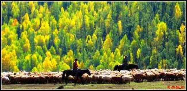 陶醉喀纳斯流连忘返——拾掇美丽,图一