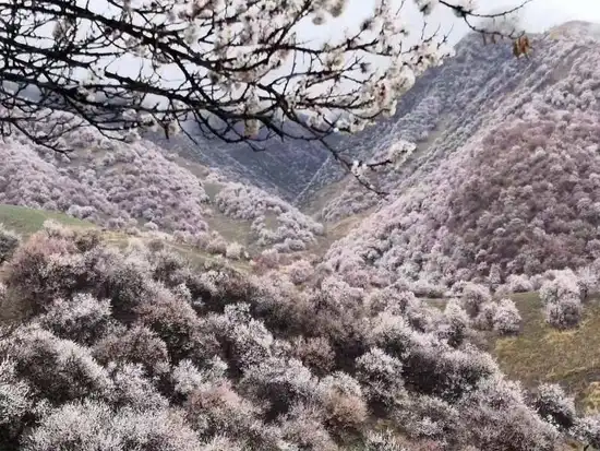 游吐尔根观杏花