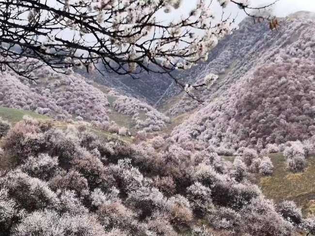 游吐尔根观杏花