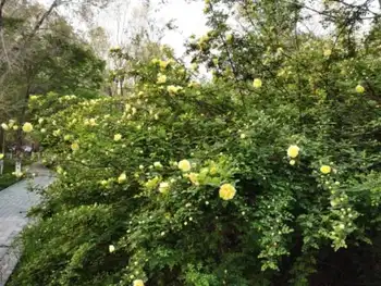 感天地始交 看万物并秀 美丽乌鲁木齐市一瞥