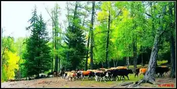 在喀纳斯亲眼目睹迁徙——迁徙（上）,图四