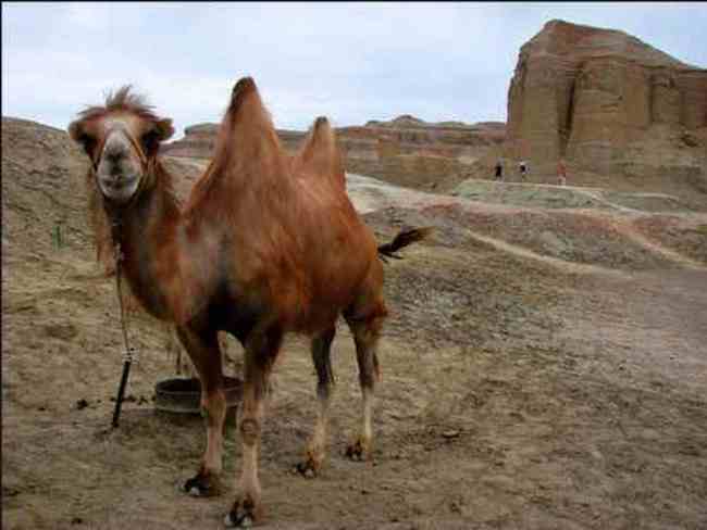 新疆的魔鬼城,图十一