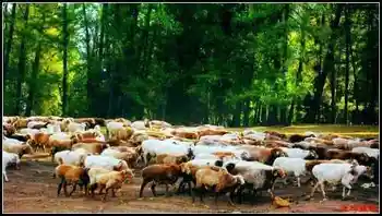 在喀纳斯亲眼目睹迁徙——迁徙（上）,图一