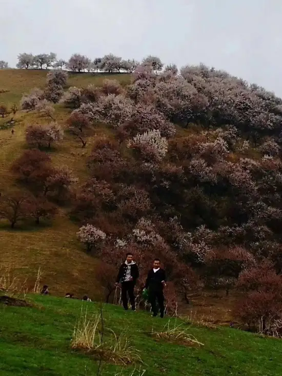 游吐尔根观杏花