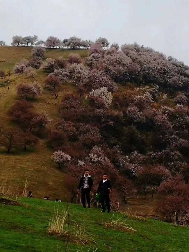 游吐尔根观杏花