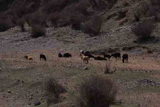 新疆自驾之旅二,图十