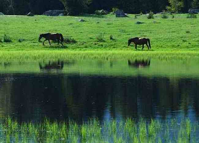 喀纳斯最美的风景线,图十六