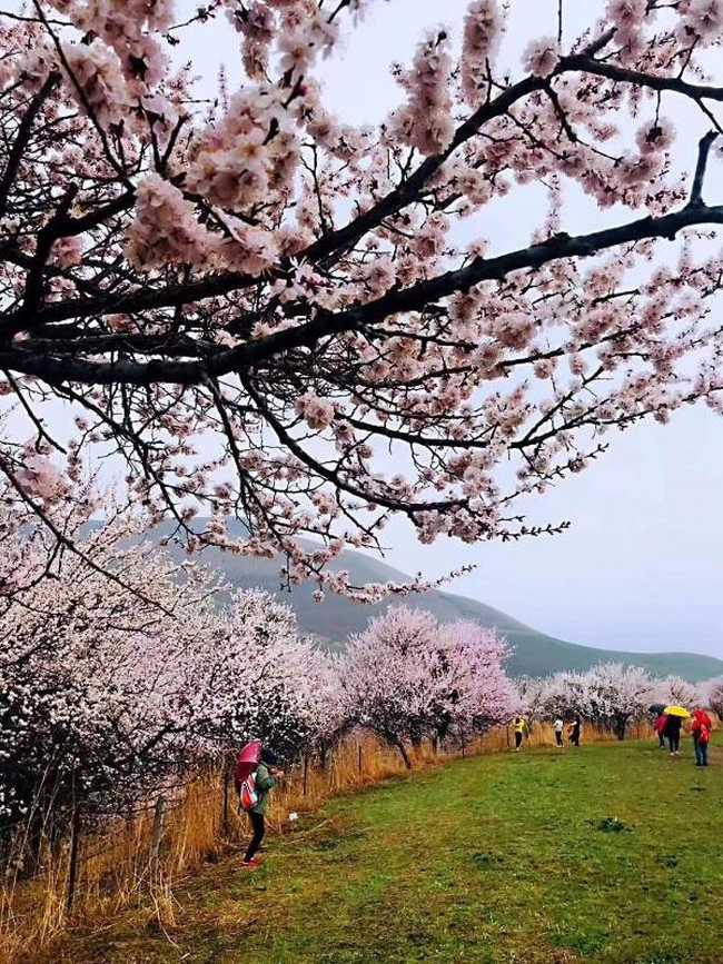 北疆伊犁吐尔根野杏花游