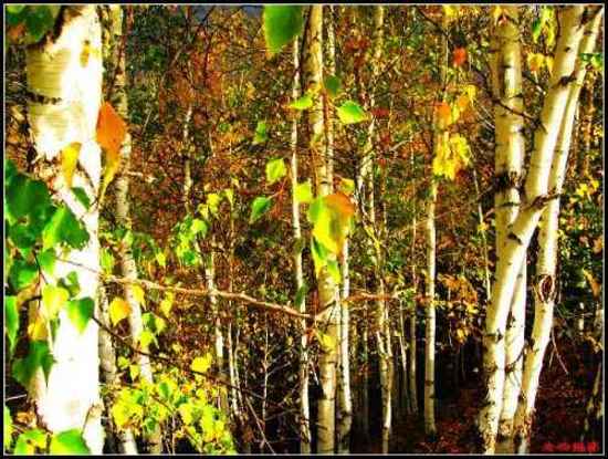 色彩斑斓的白桦之林,图八