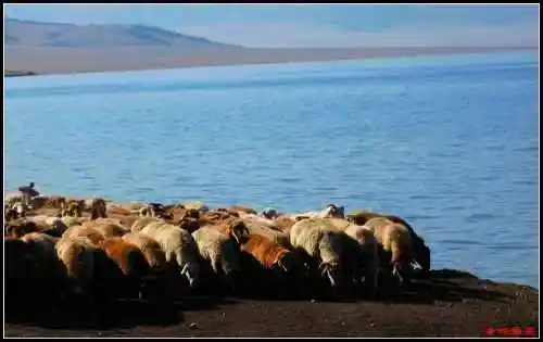 西来之异域世外之灵壤——赛里木湖