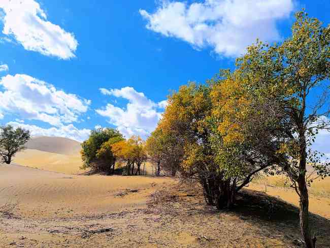 新疆尉犁县葫芦岛,图五