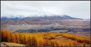 新疆之旅--喀纳斯,图十四