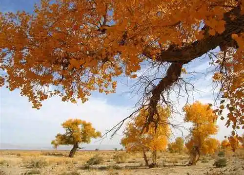 穿越塔克拉玛干 “死亡之海”中感受生命