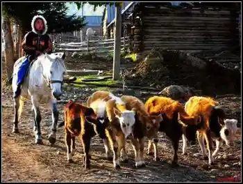 夜宿中哈边境小村——白哈巴,图十