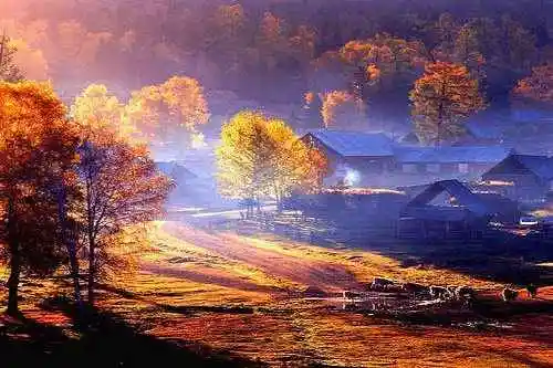 最想回忆的喀纳斯－红叶飘飞的日子