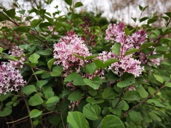 感天地始交 看万物并秀 美丽乌鲁木齐市一瞥