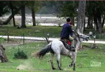 新疆旅游去沙漠看胡杨,图十二