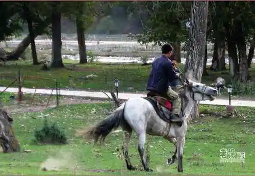新疆旅游去沙漠看胡杨