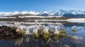 四月那拉提野百合