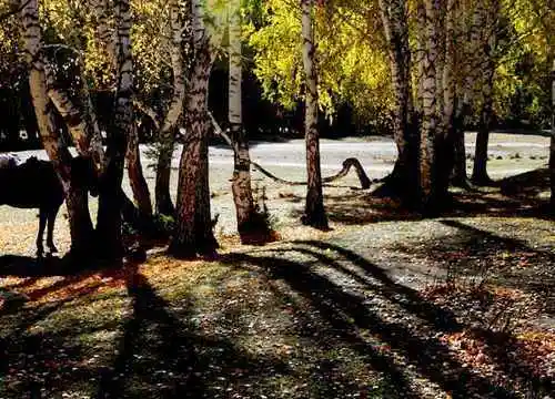 最令人向往的禾木村