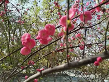 乌鲁木齐市河滩春末林带俏