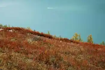 带你进入多彩的喀纳斯,图十三