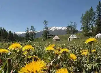 喀纳斯最靓丽的风景线,图十二