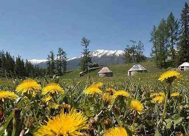 喀纳斯最靓丽的风景线,图十二