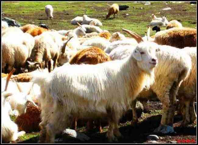 陶醉喀纳斯流连忘返——拾掇美丽,图三