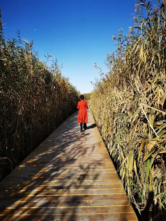 深秋看胡杨慢游库尔勒火车两日三天之莲花湖