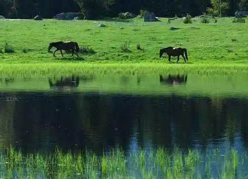 喀纳斯最靓丽的风景线