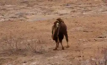 新疆自驾之旅三,图十一