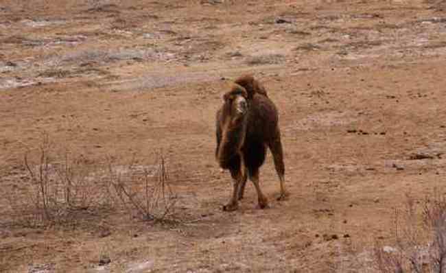 新疆自驾之旅三,图十一