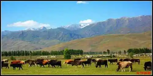 有太阳绿草的地方那拉提草原
