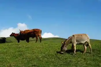 与世隔绝的喀纳斯,图五