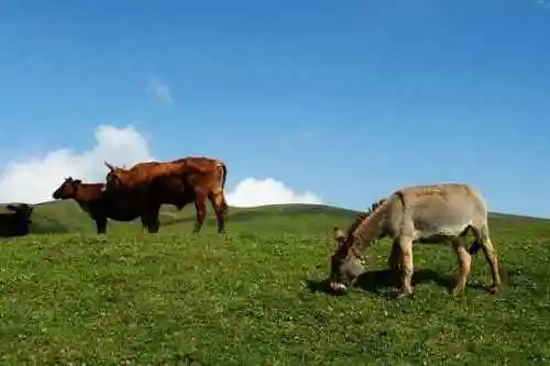 与世隔绝的喀纳斯