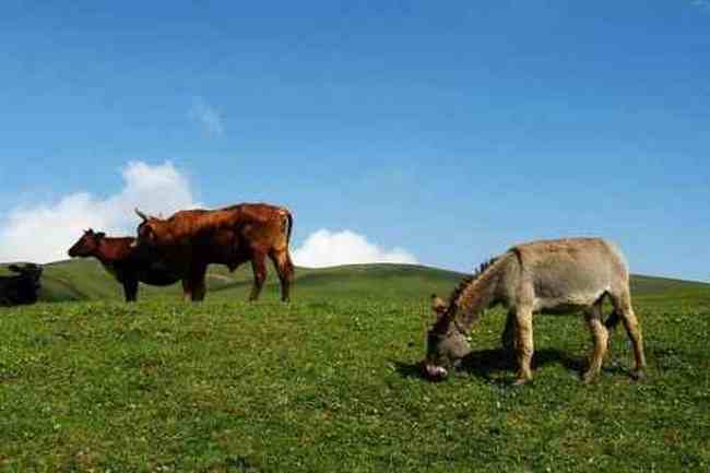 与世隔绝的喀纳斯,图五