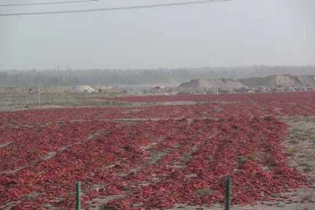 新疆旅游之南疆六日游（七）,图九